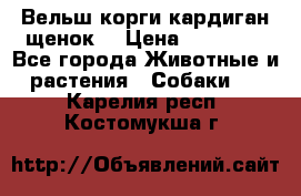 Вельш корги кардиган щенок  › Цена ­ 35 000 - Все города Животные и растения » Собаки   . Карелия респ.,Костомукша г.